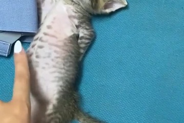 Chú mèo con với tư thế ngủ cực kỳ hài hước