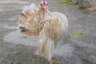 Trào lưu mới: Nuôi một “em” serama