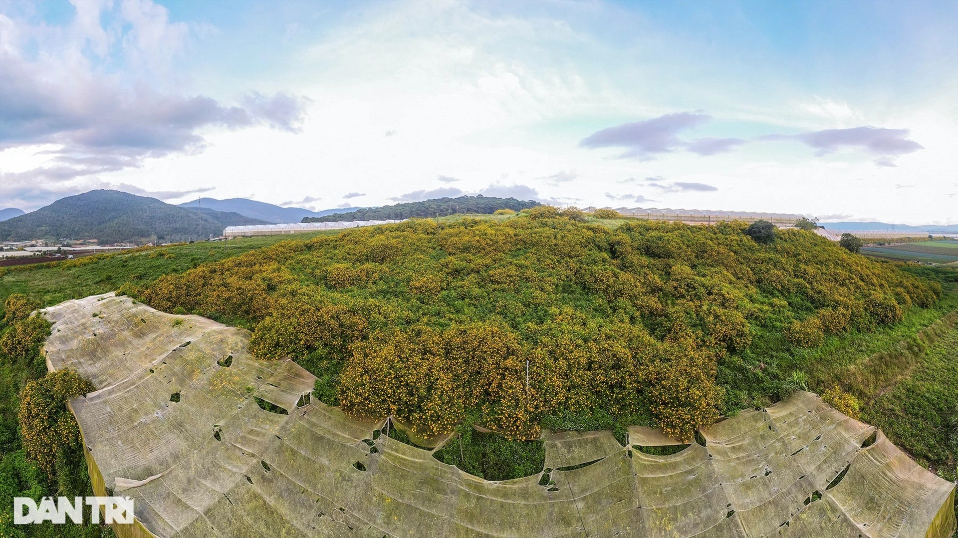 Hoa dã quỳ nở rộ cả sườn đồi, bạn trẻ đổ xô về ngoại ô Đà Lạt check-in - 7