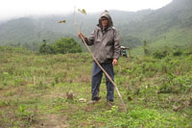 Trâu bò “cày nát” vườn cao su