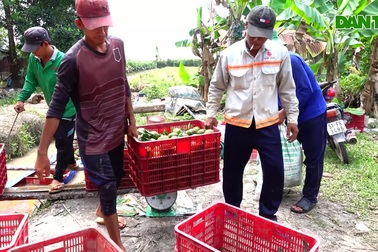 Mùa cam đắng, giá rớt kỷ lục chỉ... 1.000 đồng/kg