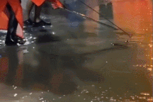 Rắn hổ chúa dài 3m theo dòng nước lụt trôi ra giữa đường đông người