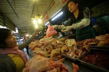 Gà thải loại nhập lậu ngập trong kháng sinh và virus H5N1