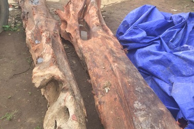 Cây gỗ trắc quý trị giá hàng trăm triệu bị "bỏ quên" trong lòng đất