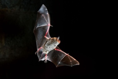 Nhiều loại virus có thể gây ra những đại dịch tiếp theo với loài người