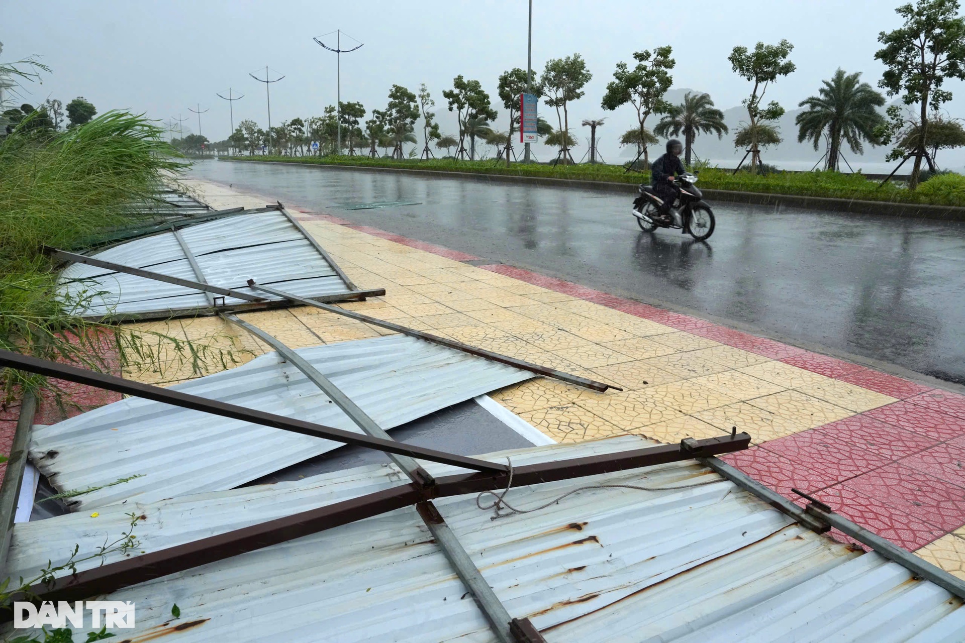 Trước giờ bão Yagi đổ bộ Quảng Ninh: Cây xanh gẫy đổ, tôn bay la liệt - 17 Trước giờ bão Yagi đổ bộ Quảng Ninh: Cây xanh gẫy đổ, tôn bay la liệt - 17