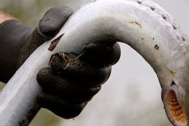 Phát hiện mới nhất về ấu trùng cá hóa thạch gây "chấn động" về nhầm lẫn tổ tiên của động vật có xương sống