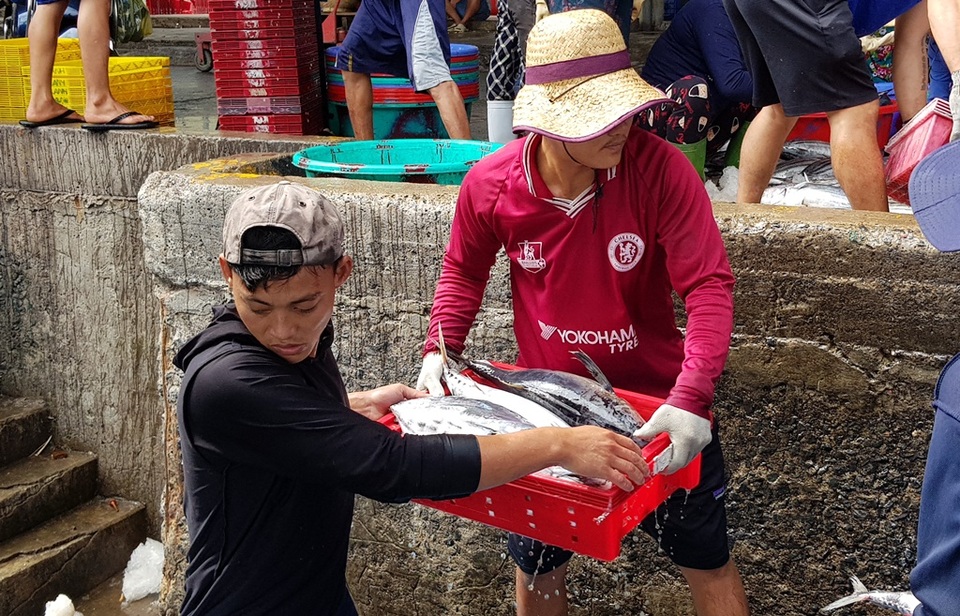 Khánh Hòa: Ngư dân trúng đậm lộc biển, thu về 100-200 triệu đồng đầu xuân - 3 Khánh Hòa: Ngư dân trúng đậm lộc biển, thu về 100-200 triệu đồng đầu xuân - 3