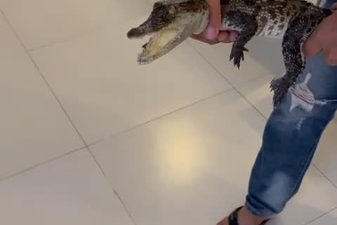 Bắt được cá sấu con trong bệnh viện ở Cần Thơ