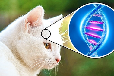 Điểm danh những con vật làm thay đổi lịch sử loài người (Phần 1)