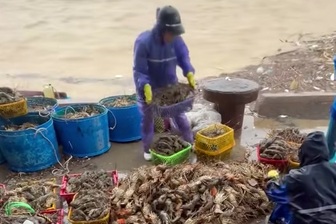 Lũ lớn khiến tôm hùm chết hàng loạt, có thể thiệt hại hơn bão Kalmaegi