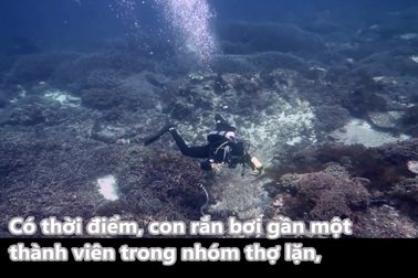 Thợ lặn chạm trán cá thể rắn độc nhất thế giới