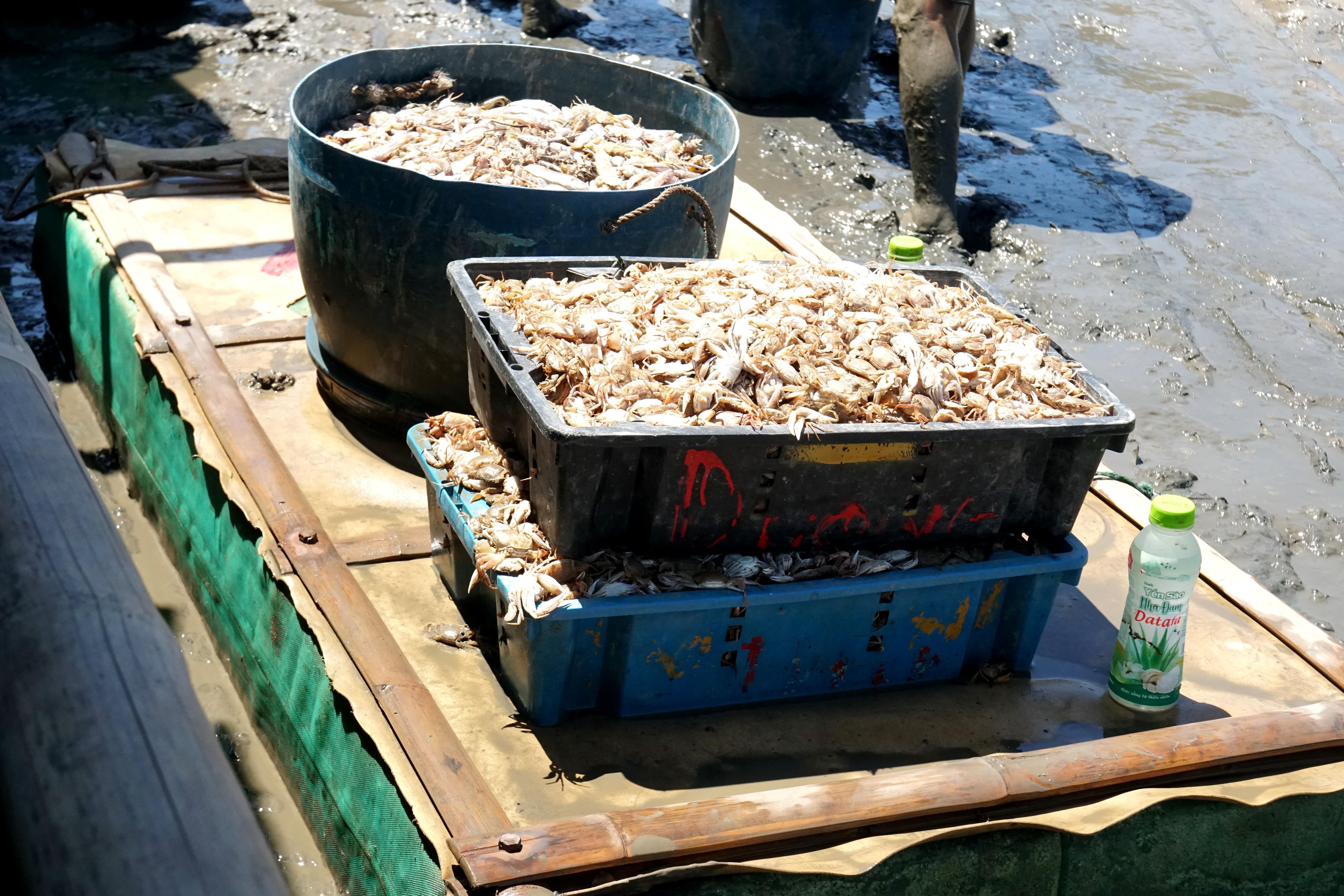Ngư dân mướt mồ hôi lội bùn đẩy cạn giữa trưa nắng - 10 Ngư dân mướt mồ hôi lội bùn đẩy cạn giữa trưa nắng - 10