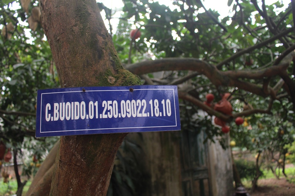Cụ bưởi đỏ 60 tuổi ở Hà Nội được đeo mã số, mỗi năm ra 400 quả trĩu trịt - 1 Cụ bưởi đỏ 60 tuổi ở Hà Nội được đeo mã số, mỗi năm ra 400 quả trĩu trịt - 1