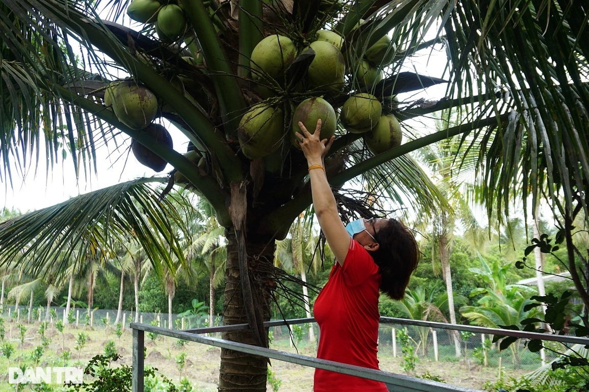 Lão nông đầu tư cả tỷ đồng bắc thang tận ngọn dừa cho khách hái quả - 2 Lão nông đầu tư cả tỷ đồng bắc thang tận ngọn dừa cho khách hái quả - 2