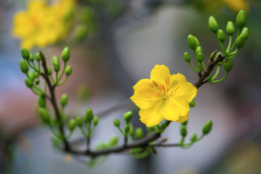 Mang tết về cho bố