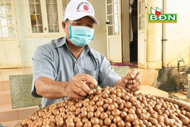 Đắk Nông: Mắc ca được mùa, giữ giá giữa mùa dịch