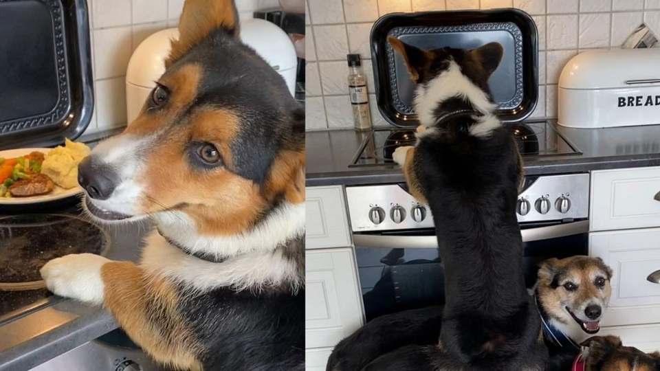 Ba chú chó phối hợp ăn ý để đánh chén đồ ăn - 1 Ba chú chó phối hợp ăn ý để đánh chén đồ ăn - 1