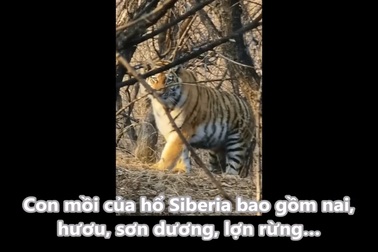 Người đi đường phát hiện hổ Siberia hoang dã đang nhìn về phía mình