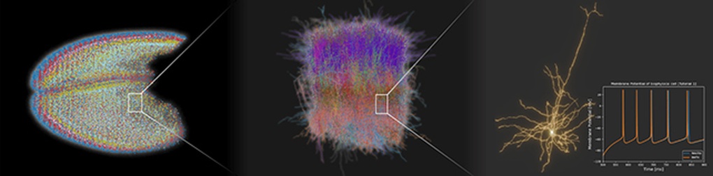 ຊຸບເປີຄອມພິວເຕີສ້າງໜຶ່ງໃນສະໝອງເສມືນທີ່ເບິ່ງຄືຈິງທີ່ສຸດ - 2 Siêu máy tính tạo ra một trong những bộ não ảo chân thực nhất - 2