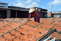 Cà Mau: Làng khô biển vào vụ Tết, nhân công kiếm bạc triệu