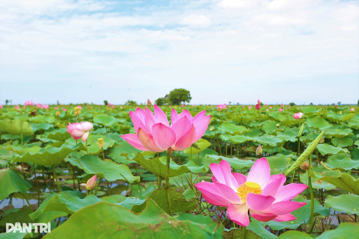 Thiếu nữ Ba Na check-in cánh đồng sen tỏa hương trên cao nguyên - 7 Thiếu nữ Ba Na check-in cánh đồng sen tỏa hương trên cao nguyên - 7