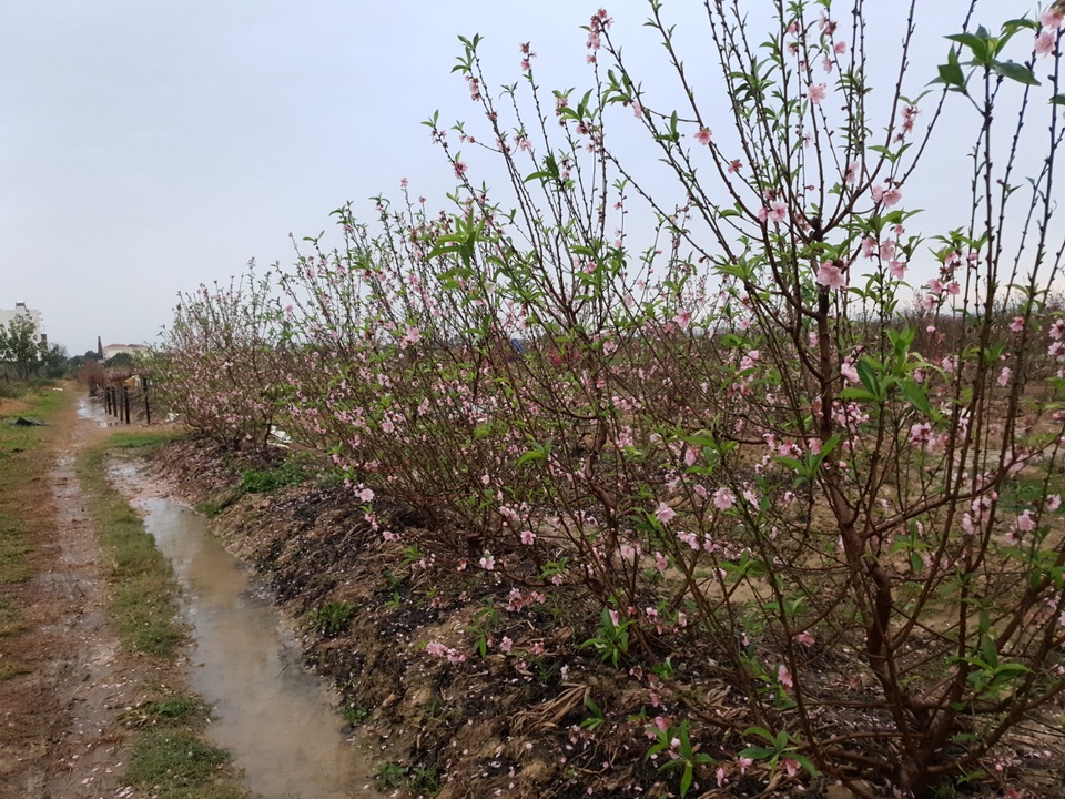 Hải Dương: Chiều 29 Tết đào nở đỏ ruộng, cả làng trắng tay vì Covid-19 - 9 Hải Dương: Chiều 29 Tết đào nở đỏ ruộng, cả làng trắng tay vì Covid-19 - 9
