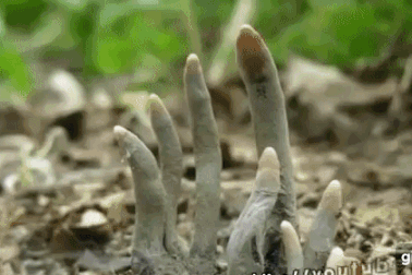 Sốc với vật thể lạ như "bàn tay ma" mọc lên từ mặt đất