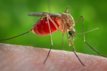 Vì sao một số người lại bị muỗi cắn nhiều hơn những người khác?