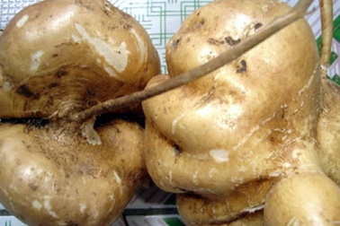 Sai lầm ít biết khi giảm cân bằng ăn củ đậu