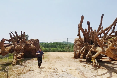 "Hồ sơ gốc của 3 cây “quái thú” được xác nhận đúng trình tự và thẩm quyền"