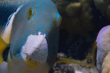 Thán phục cách cá đập vỡ vỏ sò bằng… trí thông minh!