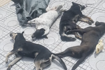 Trộm chó rồi cướp xe máy bỏ trốn ở Tây Ninh