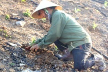 Nhọc nhằn nghề "cõng rừng" lên non