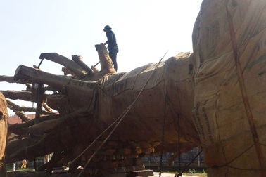 Cận cảnh 3 cây “quái thú” bị bắt giữ, nghi cây vối cổ thụ