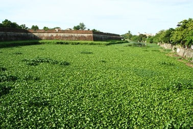 Bèo hoa dâu “tấn công” cố đô Huế