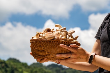 Đặc sản nấm hương trên đỉnh núi cao ngàn mét ở Lạng Sơn