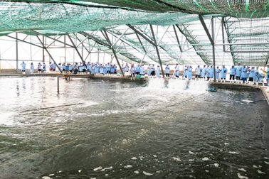 Phát triển du lịch ven biển hút khách ngắm điện gió, xem tôm công nghệ cao