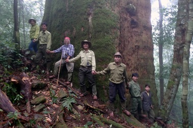 Chiêm ngưỡng cây Sa mu dầu “quý hiếm” hơn 2.000 năm tuổi 