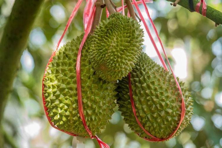 Tự trồng thanh long đến sầu riêng: Tham vọng tự chủ trái cây của Trung Quốc - 5 Tự trồng thanh long đến sầu riêng: Tham vọng tự chủ trái cây của Trung Quốc - 5