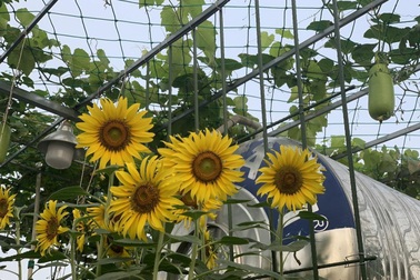 Khu vườn trên cao, rộng 60m2 có nhiều rau, trái lạ của mẹ đảm ở Sài Gòn