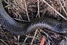 Bé trai bị rắn hổ mang hơn 2kg bò vào nhà, cắn ở chân