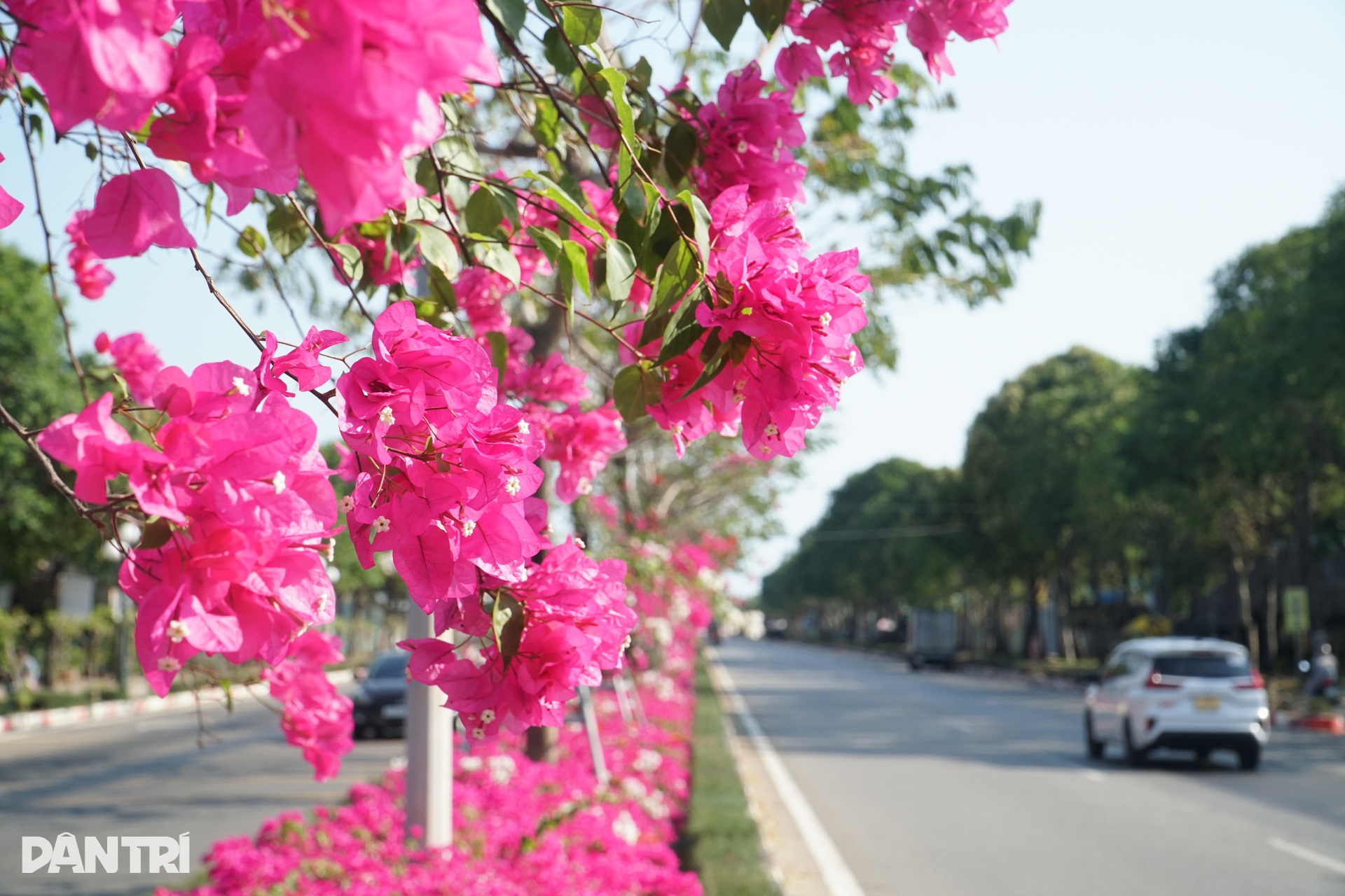 Hoa giấy nhuộm hồng tuyến đường ra biển ở TPHCM - 3 Hoa giấy nhuộm hồng tuyến đường ra biển ở TPHCM - 3