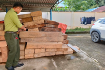 Gỗ lậu giấu trên đất của trưởng phòng nội vụ