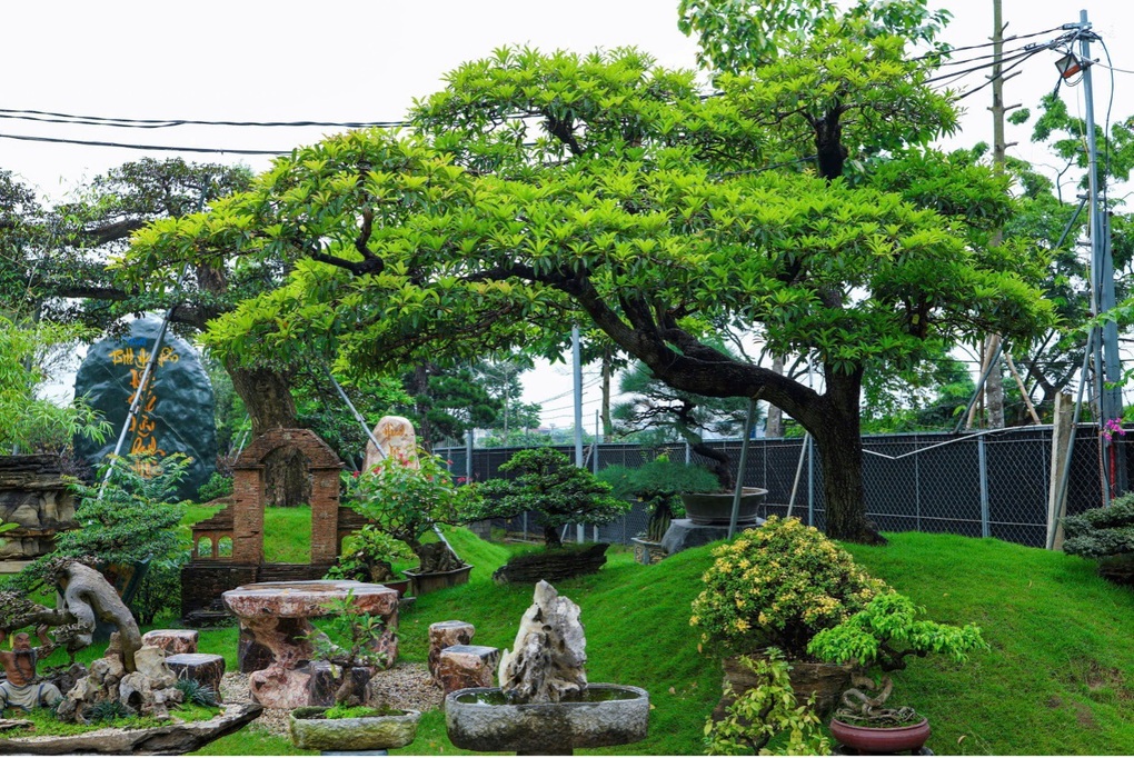 Bill Nguyễn Bonsai Garden - Nơi giữ hồn di sản cây Việt - 2 Bill Nguyễn Bonsai Garden - Nơi giữ hồn di sản cây Việt - 2