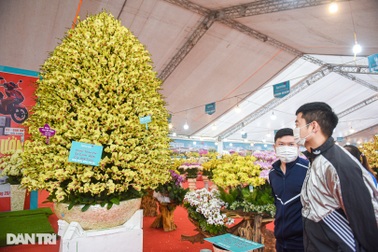 Chậu lan hồ điệp "khổng lồ" chào bán gần một tỷ đồng ở Hà Nội