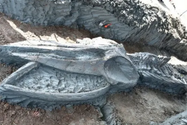 Tìm thấy hóa thạch cá voi cổ đại siêu hiếm 5000 năm ở Thái Lan