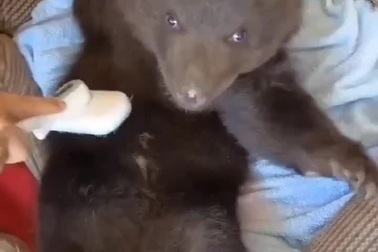 Gấu con thích thú khi được chải chuốt, làm vệ sinh