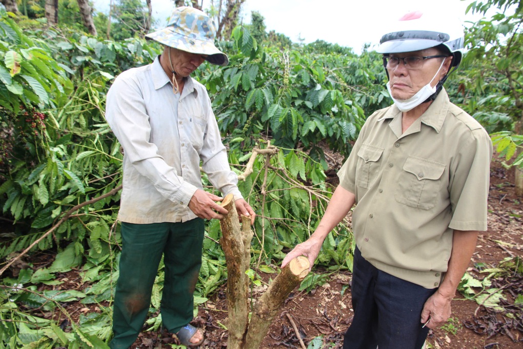 Vườn cà phê của thương binh 73 tuổi bị kẻ gian cưa ngang cây - 1