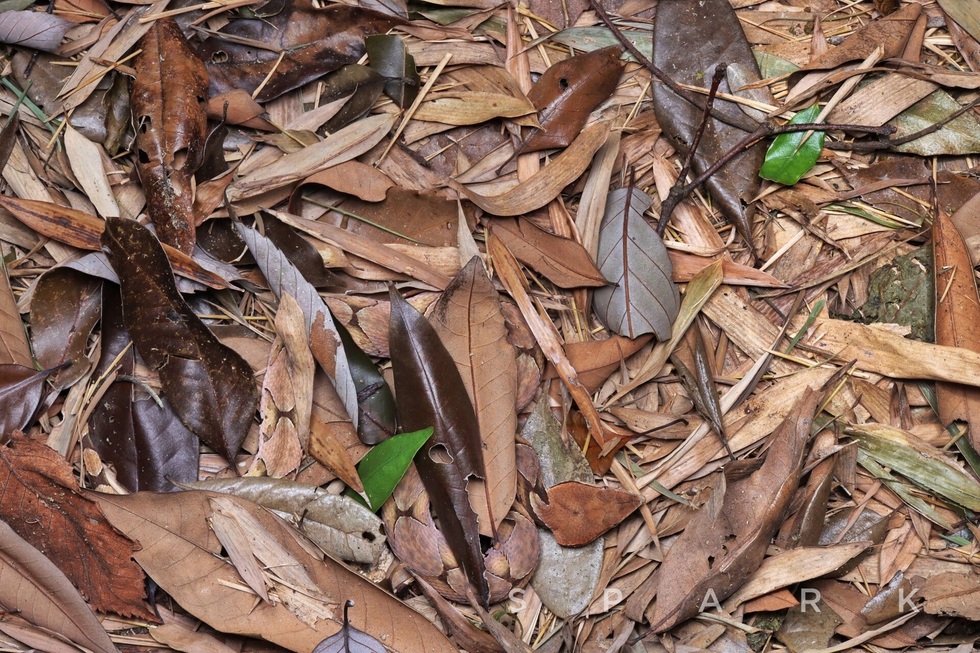 Loài rắn lục có răng nanh dài và độc nhất được phân bố tại Việt Nam - 5